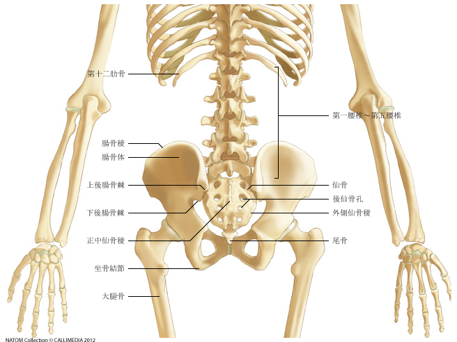 骨盤とは?あまり知られていない骨盤の解剖と機能、運動を紹介! | 理学療法ガーデン