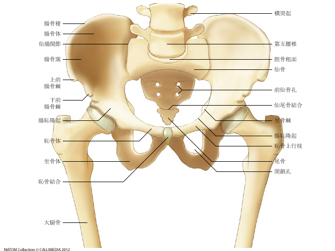 骨盤とは?あまり知られていない骨盤の解剖と機能、運動を紹介! | 理学療法ガーデン