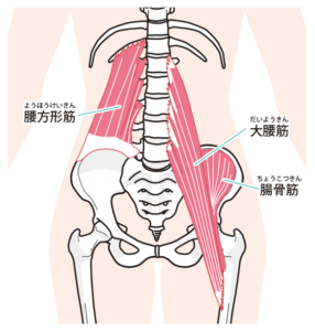 画像腰方形筋の解剖